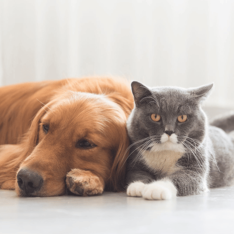 Is Pet Adoption for You?