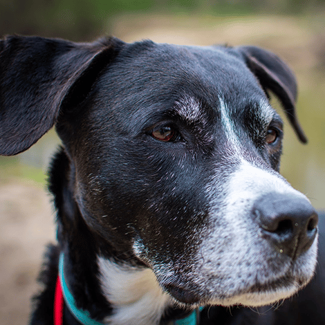 Dog with black hair and white muzzle and chest looking into the distance